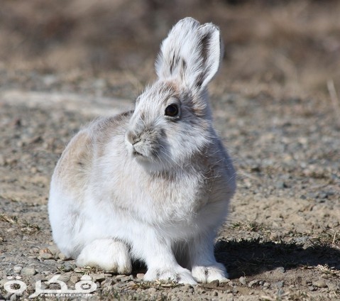 معلومات عن ارنب الجبل البري 1 arctic hare 1667676 1280