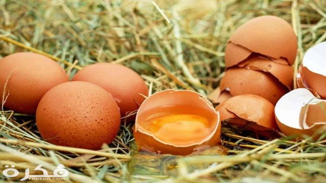 تفسير حلم رؤية البيض الفاسد في المنام 1 egg in dream 646x363 1