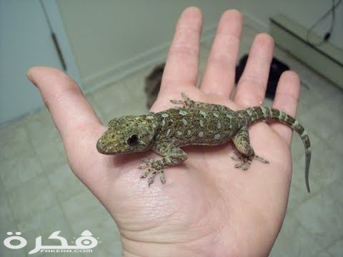 معلومات عن الوزغ 1 hqdefault 2