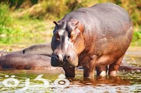 معلومات عن حيوان فرس النهر 1 index 28