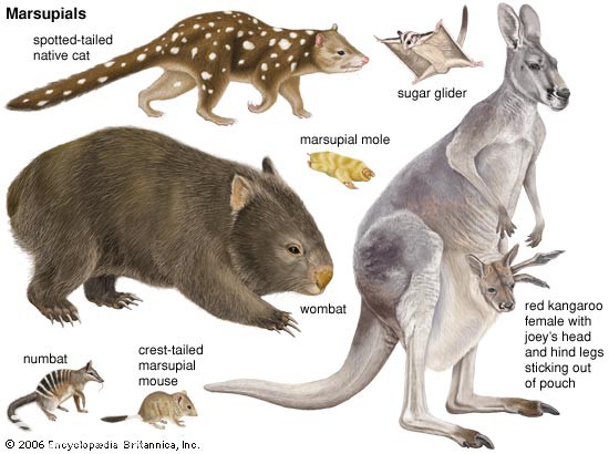 معلومات عن الثدييات 1 marsupials 1