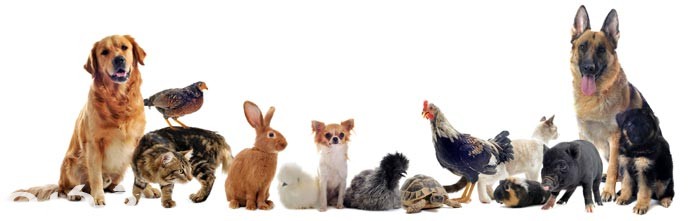 معلومات عن الحيوانات الأليفة 1 pets