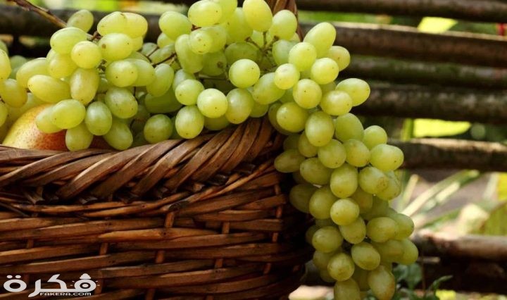 تفسير حلم رؤية العنب الأخضر في المنام 1 الأخضر 720x426 1