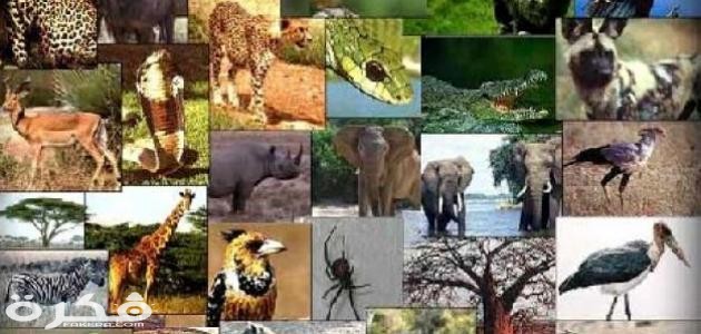 معلومات عن الحيوانات الثديية 1 عن خصائص الحيوانات