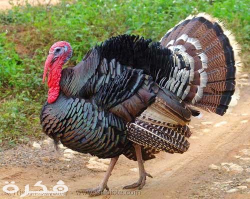 كل ما تريد ان تعرف عن الديك الرومي 1 468 2 or 1429779221