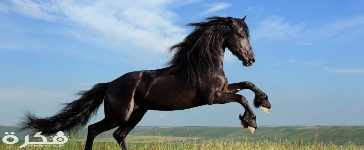 معلومات عن الحصان 1 Galloping Horse 1 728x300 1