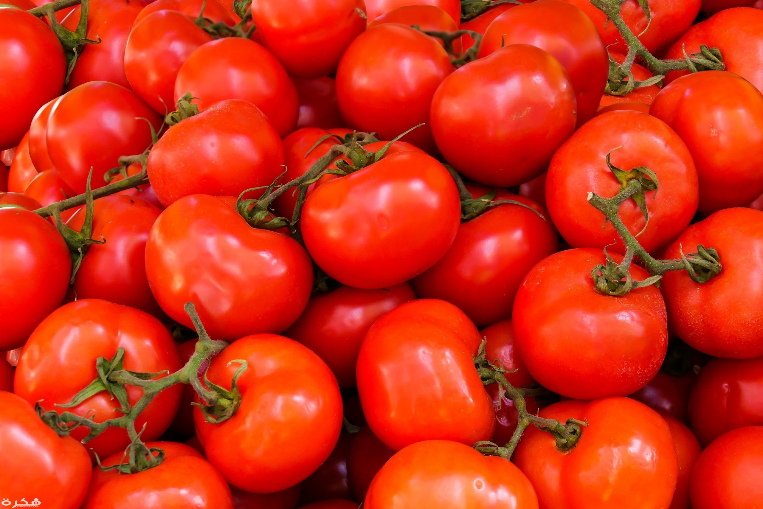 تفسير حلم رؤية الطماطم لابن سيرين 1 abundance agriculture fresh healthy 533280 scaled