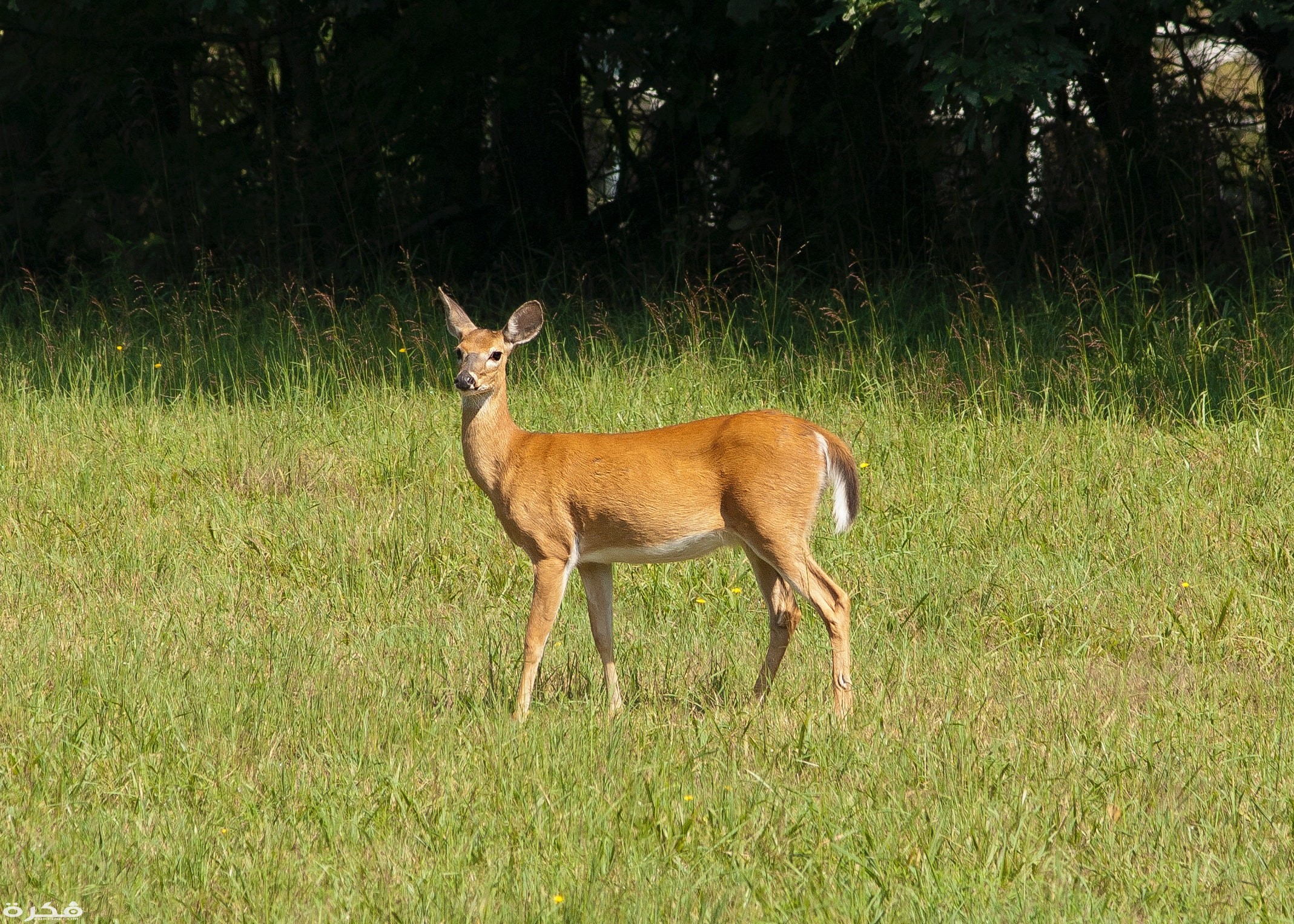 تفسير حلم رؤية اكل لحم الغزال بالتفصيل 1 brown deer 756758