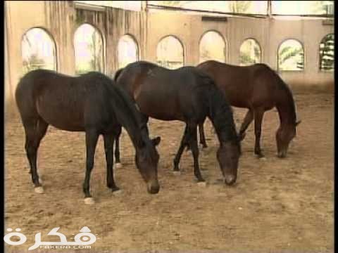 معلومات عن تربية الخيول 1 hqdefault