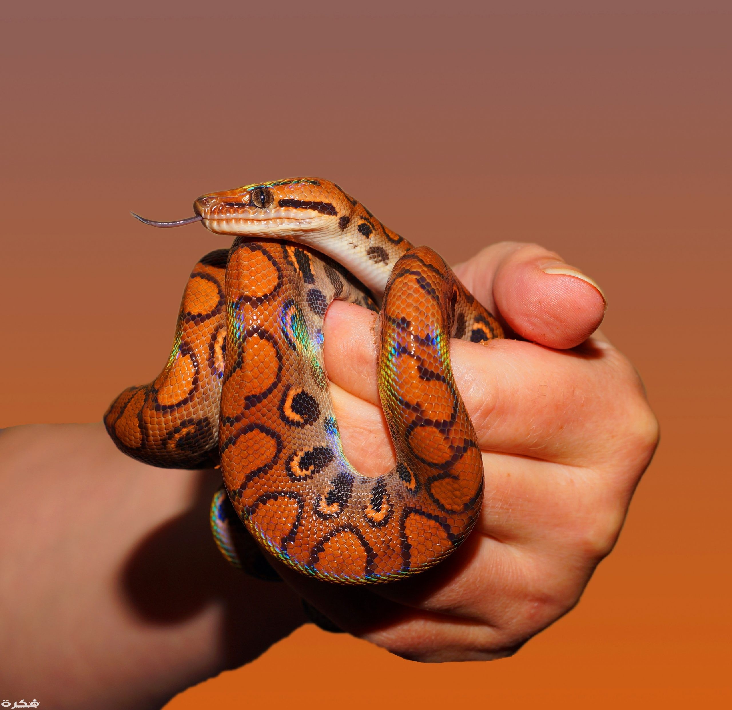 تفسير حلم رؤية الثعبان الاحمر بالتفصيل 1 person holding red and black snake 34426 1 scaled