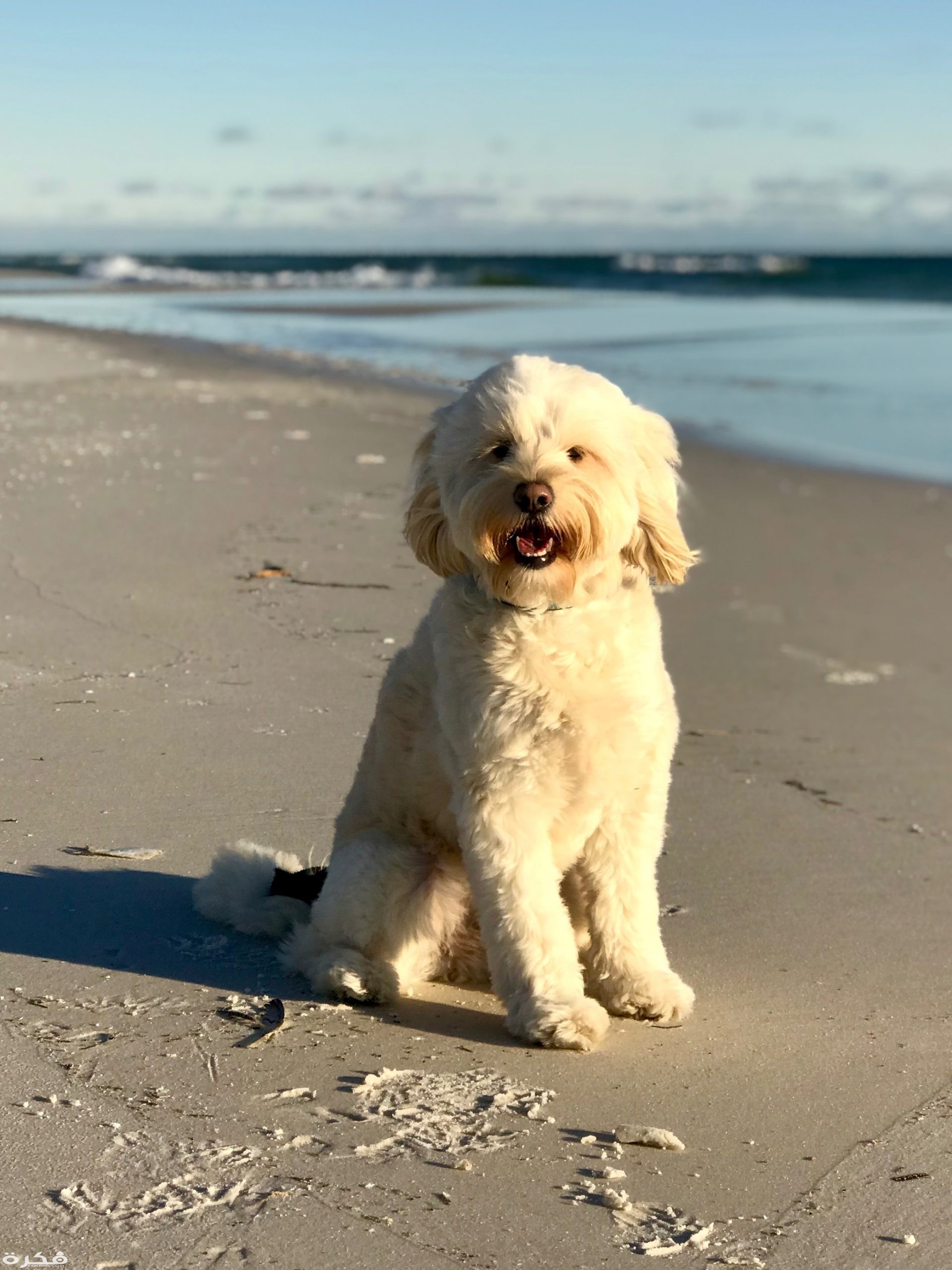 تفسير حلم رؤية الكلب الابيض بالتفصيل 1 photo of white dog on beach 3788374 scaled