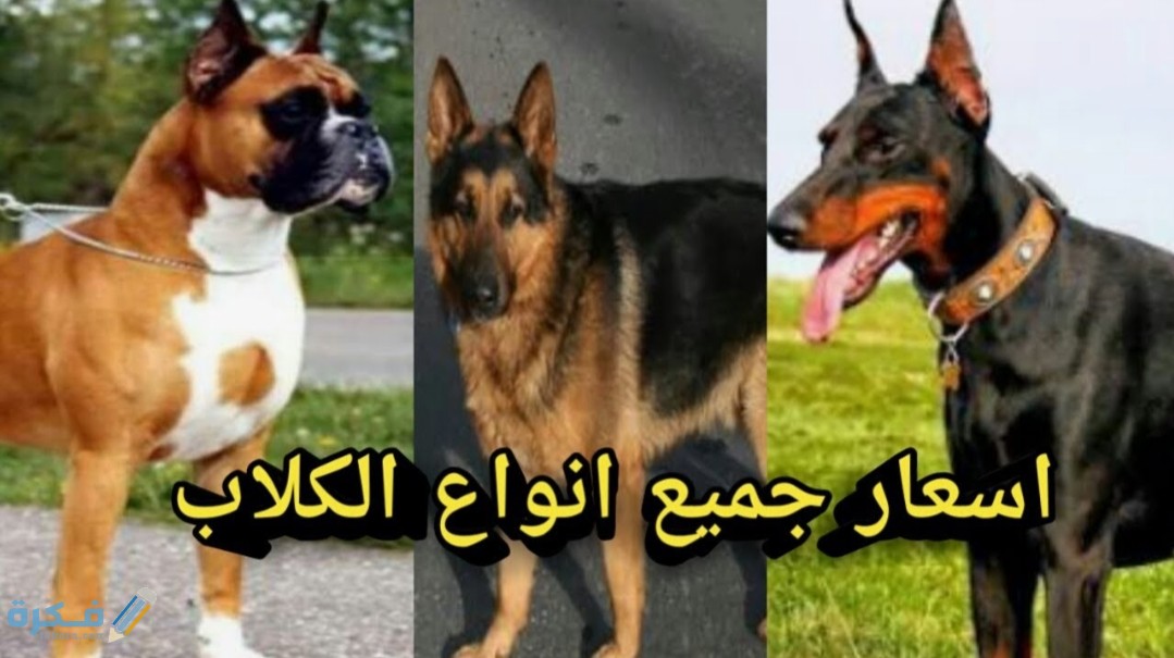 قائمة جميع اسعار الكلاب في مصر 2025 1 IMG ٢٠٢٠٠٤١٦ ١١٢٢٣٦