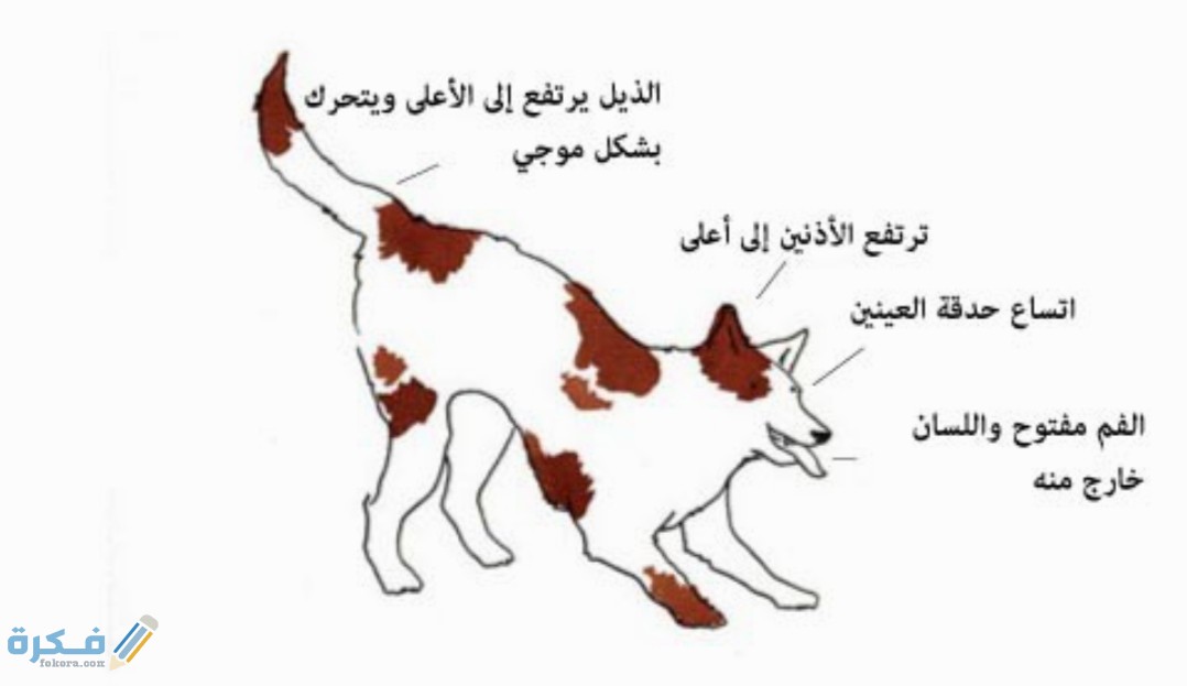 تصرفات الكلاب ومعانيها 1 IMG ٢٠٢٠٠٤٢٦ ١٤٥١٤٧