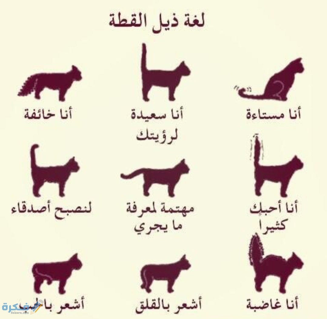 تصرفات القطط ومعانيها 1 IMG ٢٠٢٠٠٤٢٦ ٢١٣٠١٠