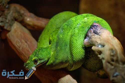 تفسير حلم رؤية الثعبان الاخضر الصغير في المنام 1 animal zoo green predator