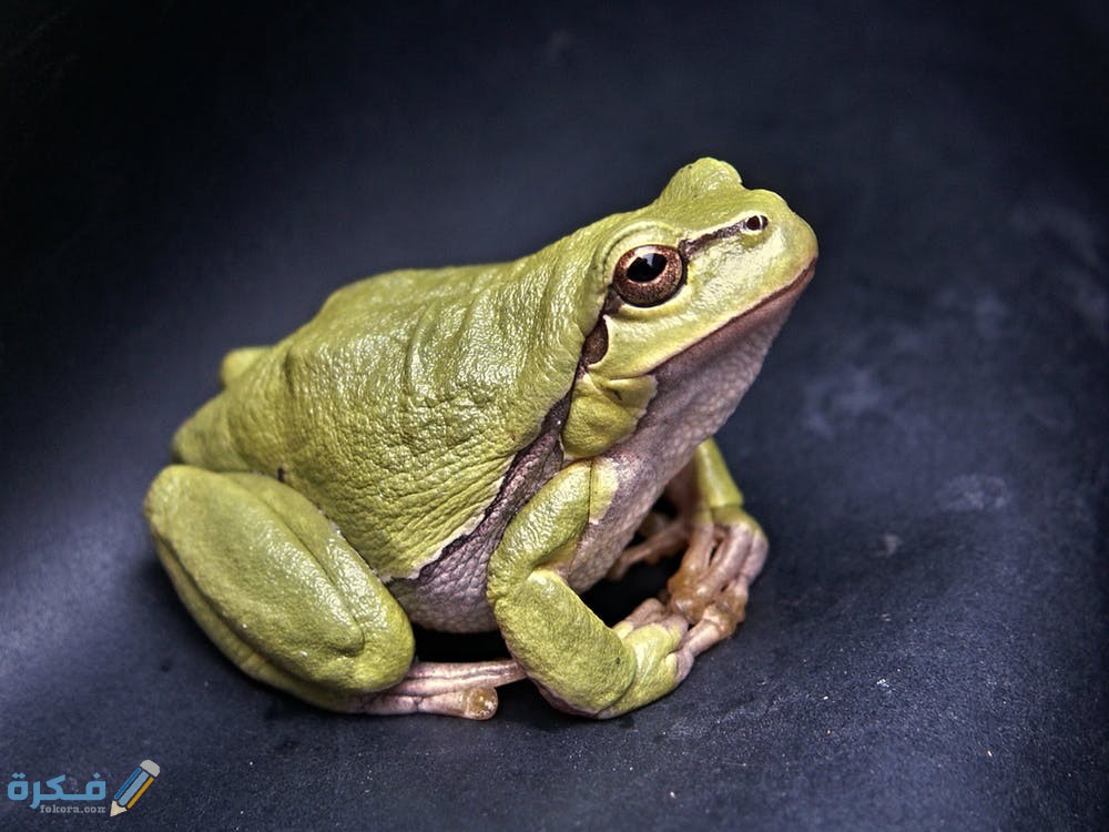 تفسير رؤية الضفدع في البيت في المنام 1 frog macro amphibian green 70083