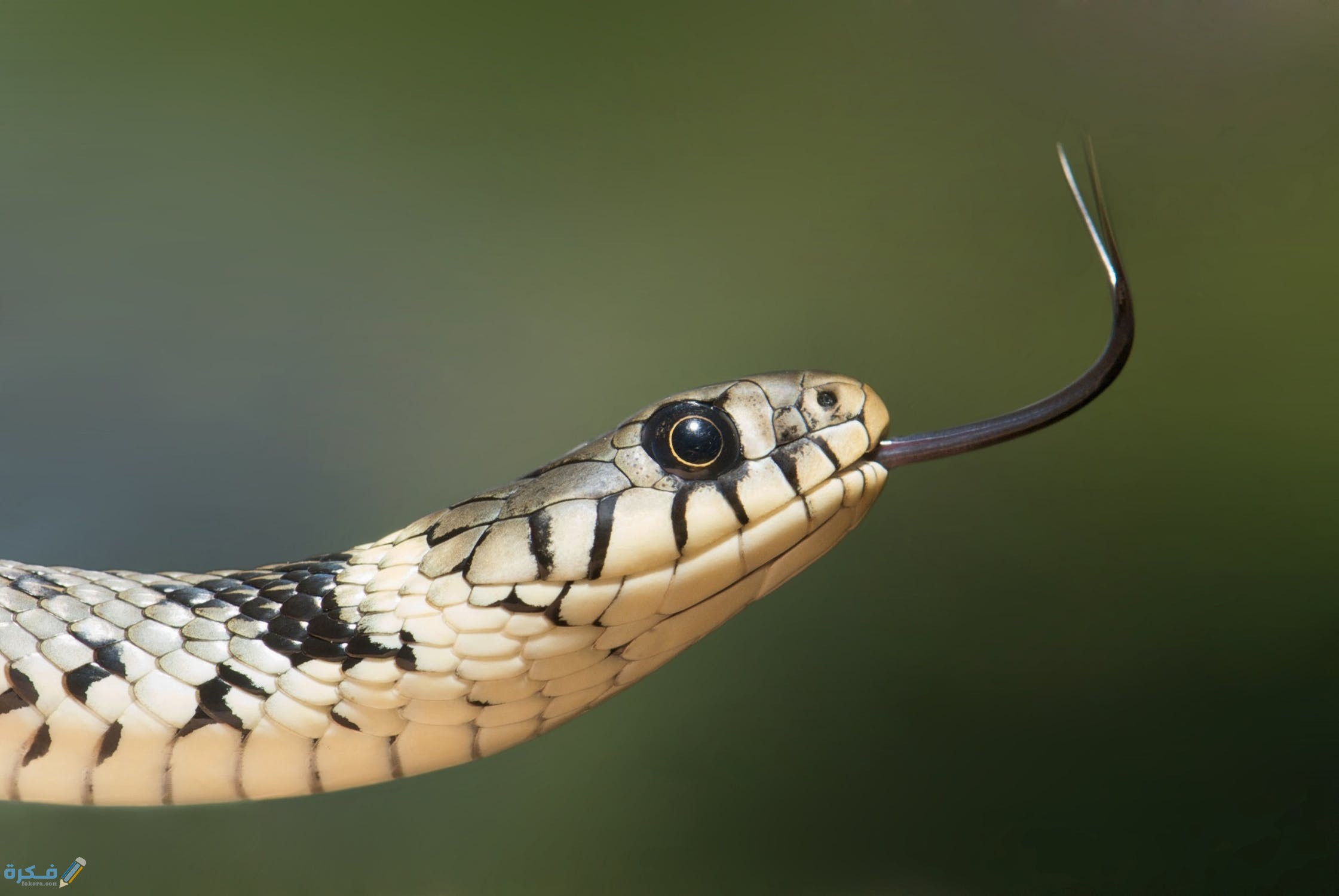حلمت قرصني ثعبان 1 grass snake snake serpentes natrix 80474