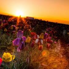 بوستات اشعار عن الصباح 1 images 7