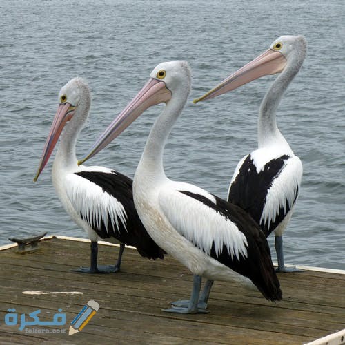 تفسير رؤية الطيور الكثيرة في السماء في المنام 1 تفسير حلم الطيور الكثيرة في السماء