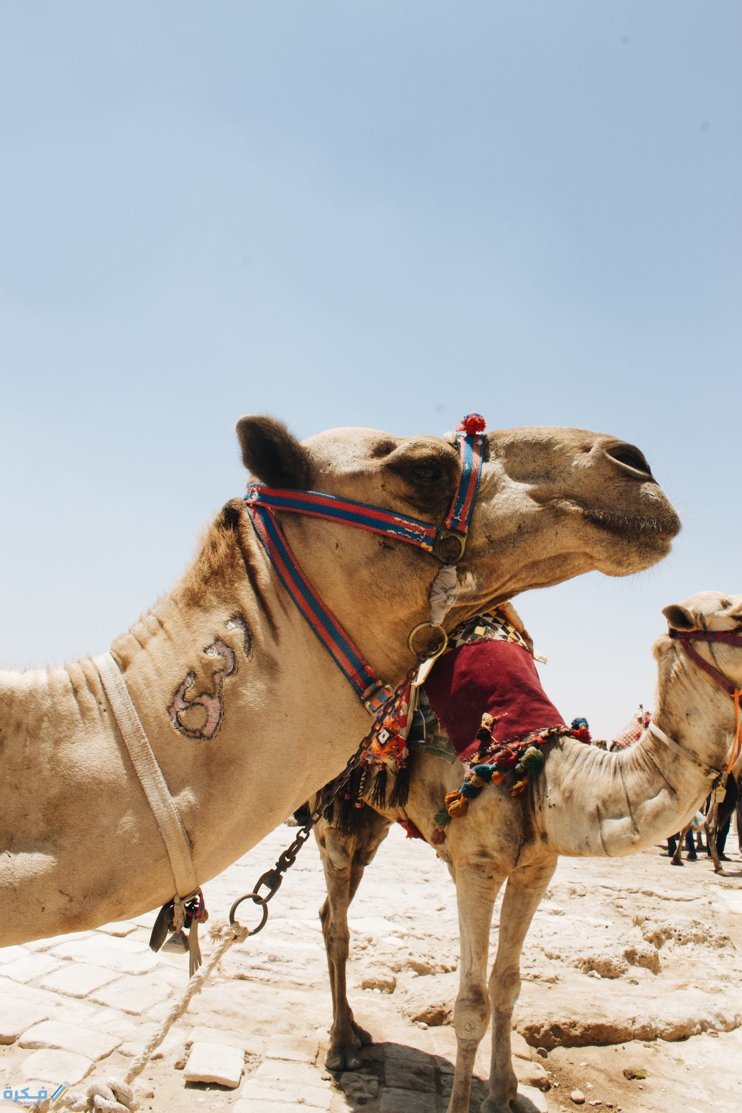 تفسير حلم رؤية الجمل الهائج 1 pexels photo 2402927