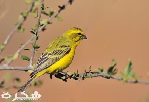 أسماء طيور الكناري 2025 1 pexels photo 625419