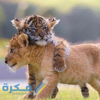 تفسير رؤية شبل الأسد في المنام 1 حلم رؤية شبل الأسد و الملون و المجنح فى المنام بالتفصيل
