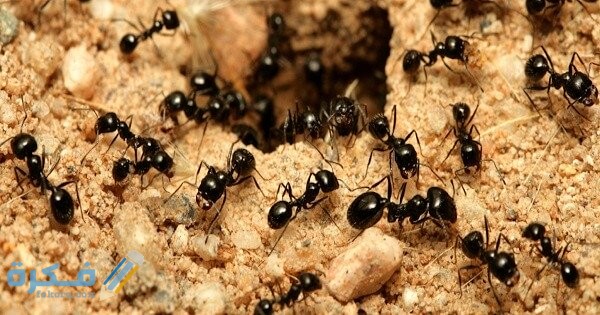حلمت نمل يمشي على الجدار 1 رؤية النمل في الحلم ومعناه 1