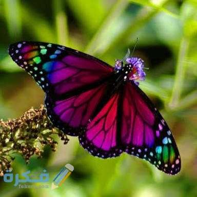 الوان الفراشات الجميلة 1 IMG 20200531 WA0016