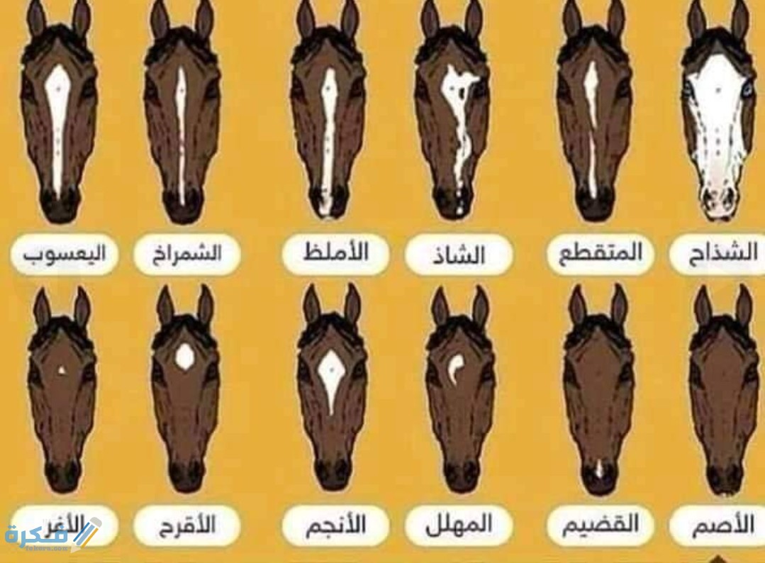 20+ اسماء خيول انثى ذكور ومعانيها 1 IMG ٢٠٢٠٠٥٠٤ ١٥٤٩٠٩