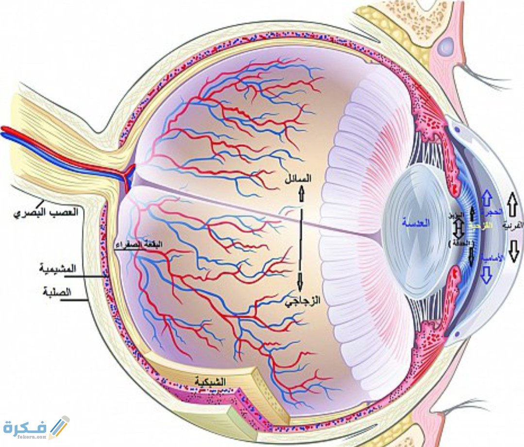 كيف ترى العين ؟ 1 IMG ٢٠٢٠٠٥٣١ ١٠١٣٢٤