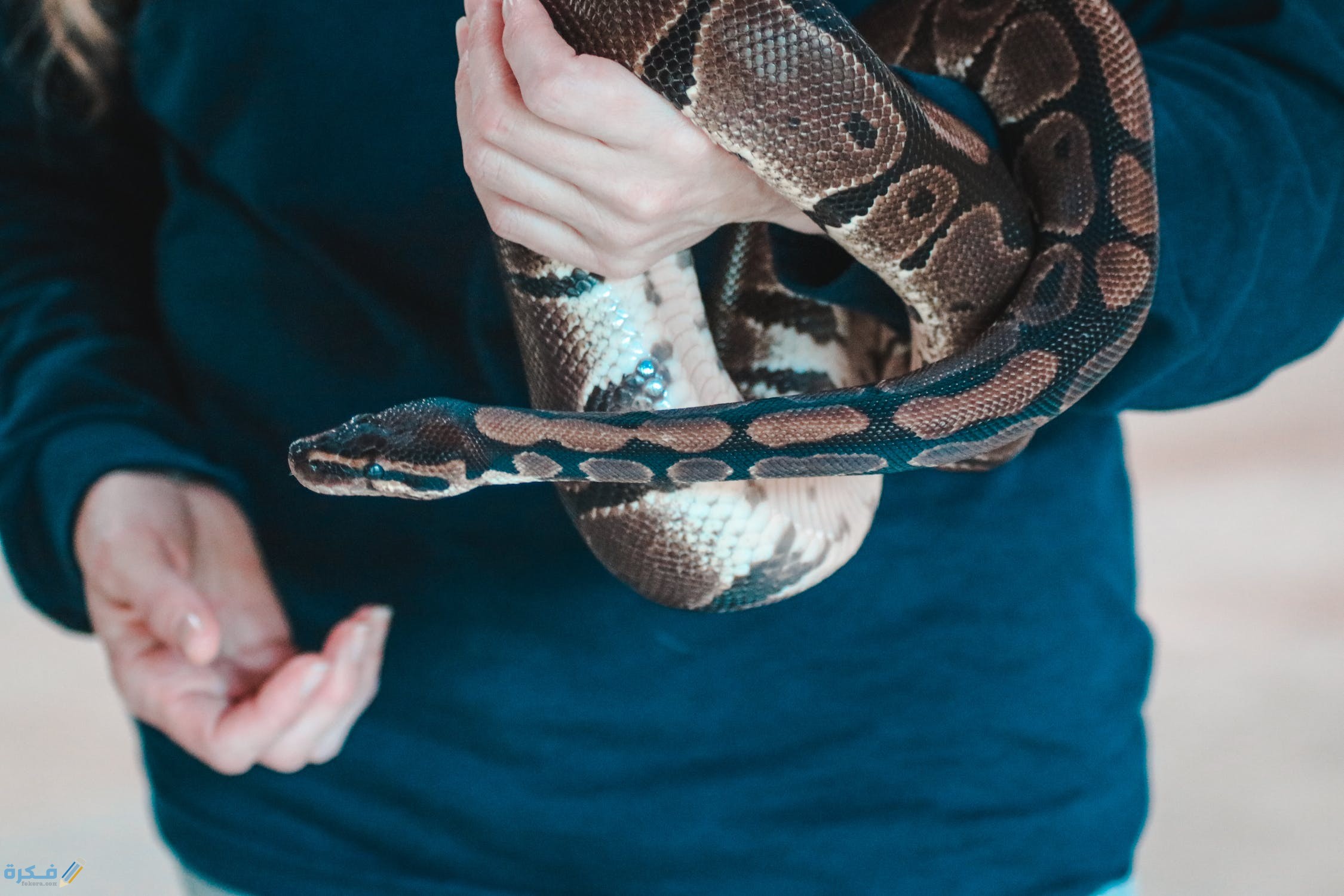تفسير حلم لدغة الثعبان في اليد للعزباء 1 pexels photo 3058763