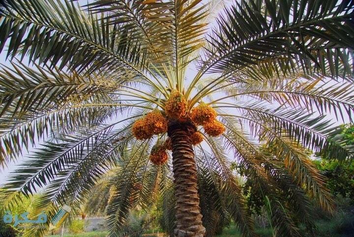 تفسير رؤية النخيل في المنام 1 حلم رؤية النخل أو النخيل في المنام لابن سيرين