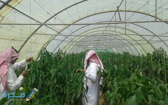 شرح خطوات طلب القروض الزراعية في السعودية 1446 1 640 1