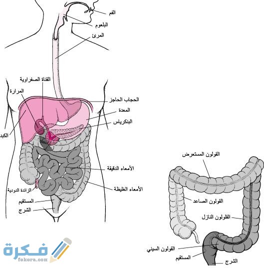 مواضع الحجامة لمرض البواسير 1 IMG 20200602 WA0027