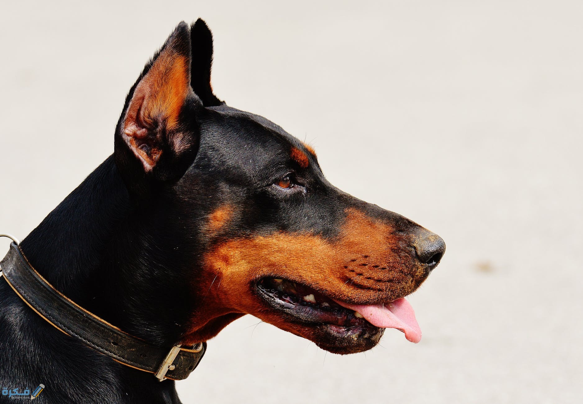تفسير حلم رؤية عضة الكلب للعزباء 1 doberman dog animal world animal 89781
