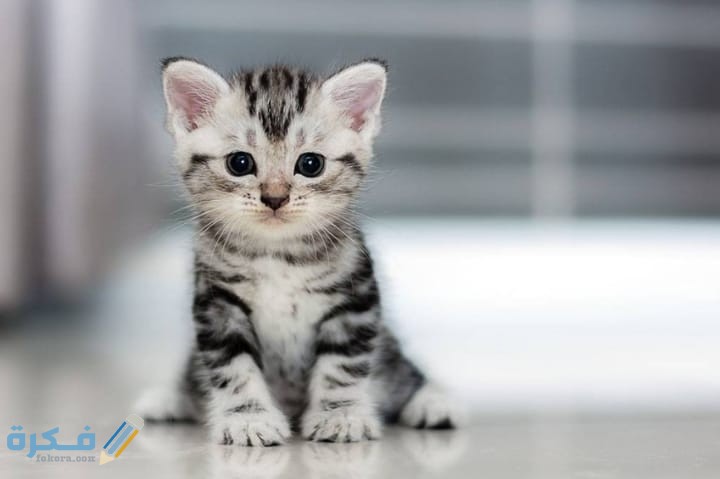 ما اسم حيوان بحرف ه الهاء 1 IMG 20200702 WA0030