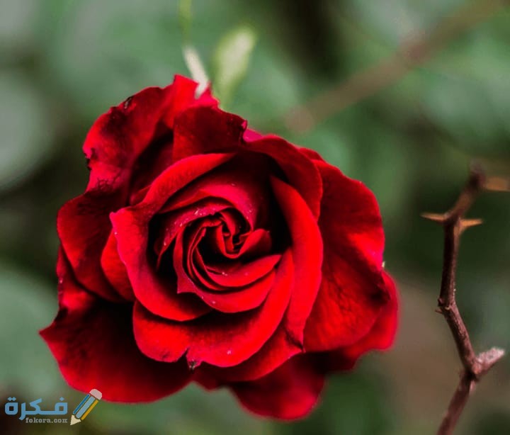 اسم نبات بحرف و الواو 1 IMG 20200707 WA0002