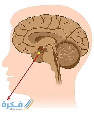 الغدة النخامية والحمل 1 IMG 20200717 WA0001