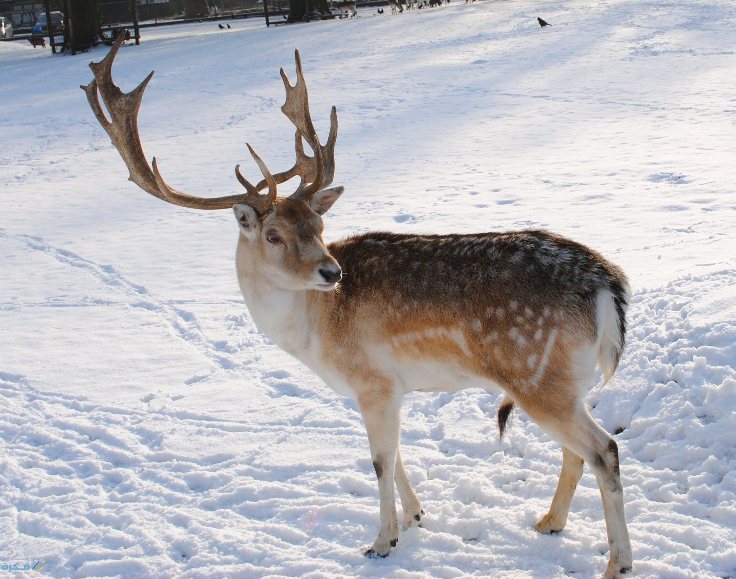 ما اسم حيوان بحرف ر الراء 1 Reindeer