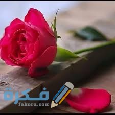 اجمل الصور مكتوب عليها عبارات جميلة 2025 1 download 2 1