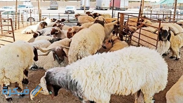 دعاء ذبح الأضحية في عيد الأضحى مكتوب 2025؛ ماذا يقال عند ذبح الاضحية 1 f