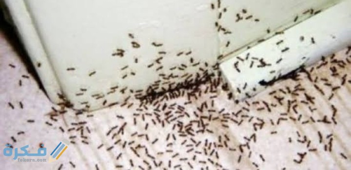 على ماذا يدل وجود النمل في البيت 1 IMG ٢٠٢٠٠٨١٩ ٢٢٠٦٤٢