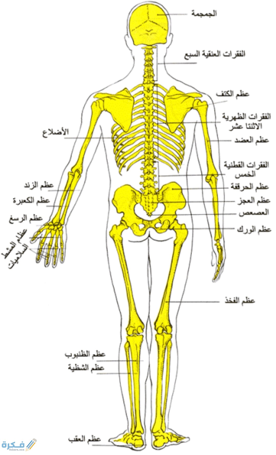جسم الإنسان من الداخل بالعربي ثلاثي الأبعاد بالتفصيل 1 IMG ٢٠٢٠٠٨٢١ ١٩٥٥١٦