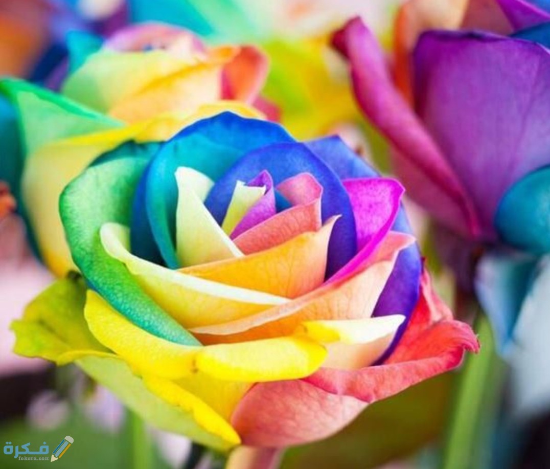 صور ورود طبيعة 2025 1 IMG ٢٠٢٠٠٨٢٩ ١٥٥١٢٩