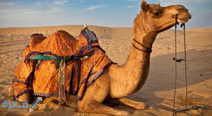 اسماء الابل عند البدو والعرب وانواعها 1 IMG ٢٠٢٠٠٨٣٠ ٠١٢١٥٣