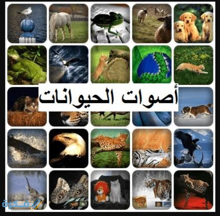 اسماء أصوات الحيوانات بالعربية 1 IMG ٢٠٢٠٠٨٣٠ ٠١٢٣٤٦
