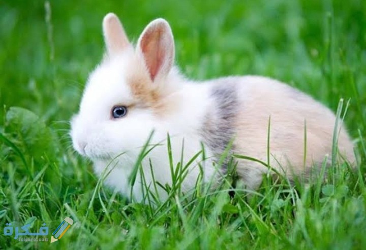 صور معلومات جميع أنواع الأرانب 1 IMG ٢٠٢٠٠٨٣١ ٠١٣٩٢١