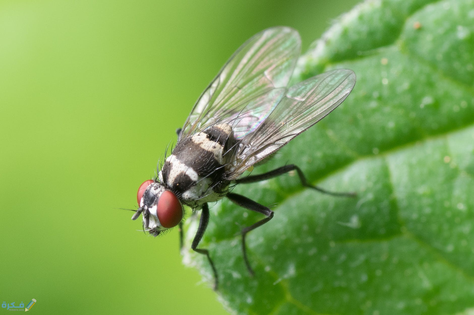 تفسير رؤية مطاردة الذباب في المنام 1 common fly macro insect nature 51190