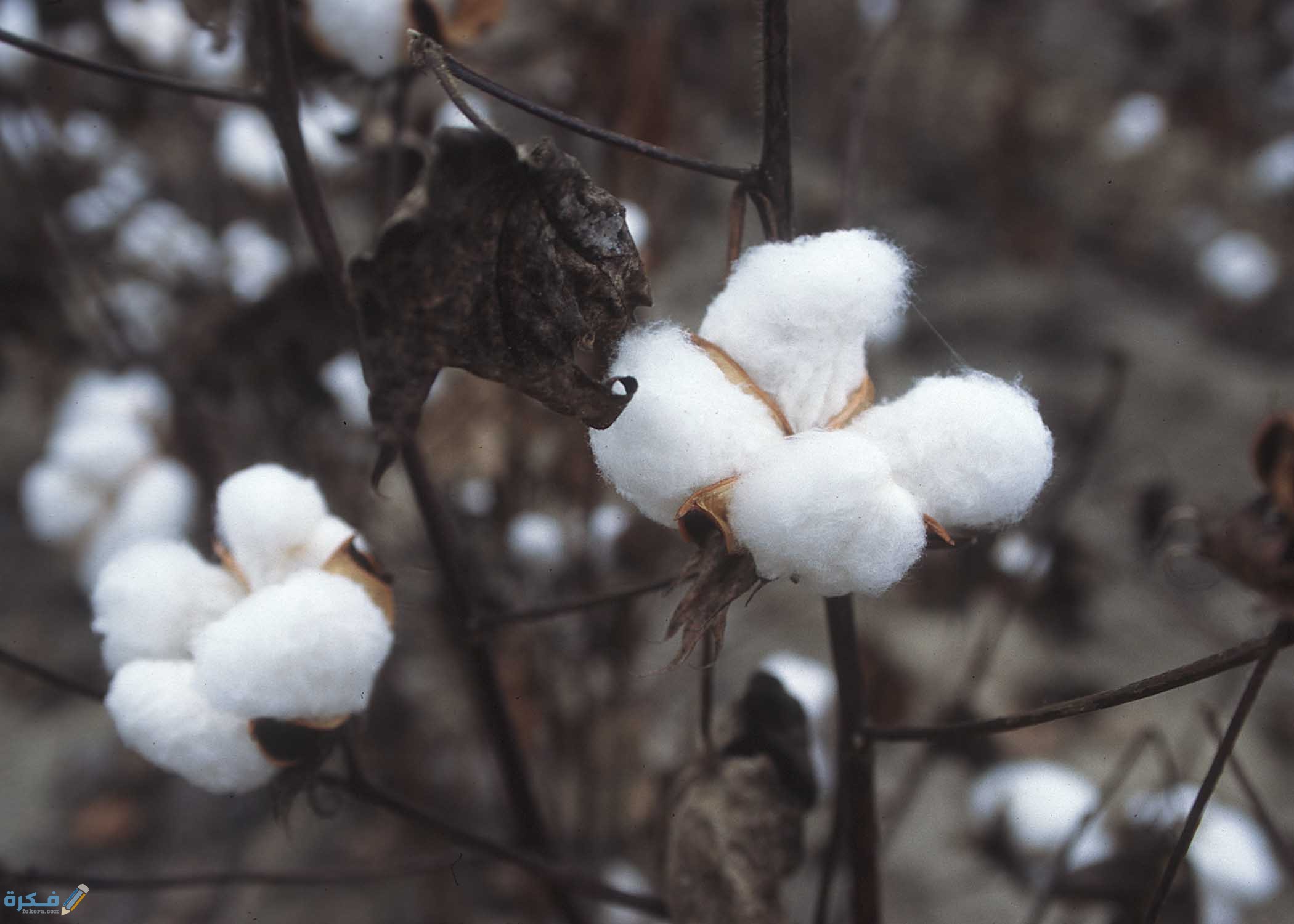 تفسير حلم القطن لابن سيرين 1 CottonPlant