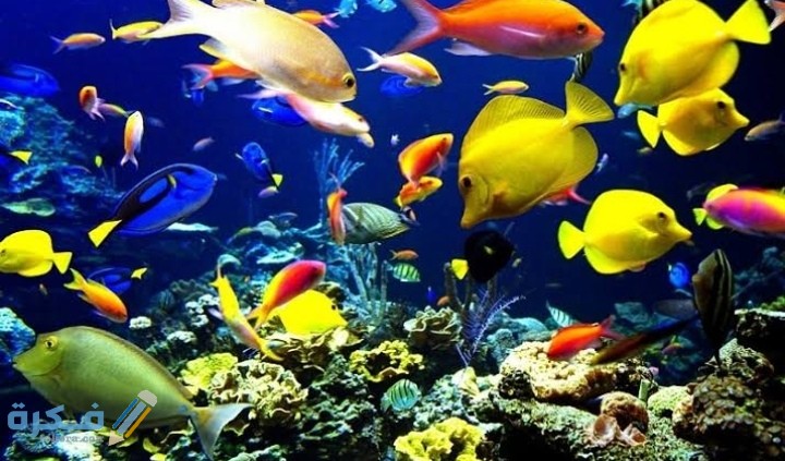 اسماء أشهر أنواع أسماك الزينة 1 IMG ٢٠٢٠٠٩١٥ ٢١٠٠١٤